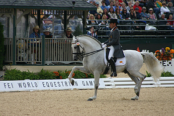 Grey Spanish Stallion, spanish, andalusian, horses, grey, dressage, iberian HD wallpaper