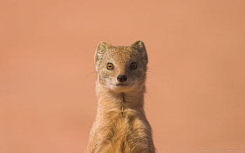 Mongoose, , Stunning background, Animal graphy HD wallpaper