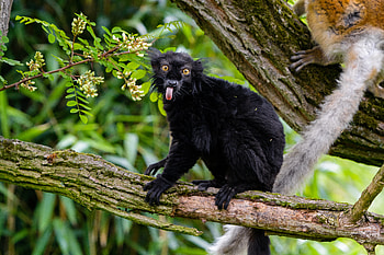Funny, Animals, Wildlife, Protruding Tongue, Tongue Stuck Out, Lemur HD wallpaper