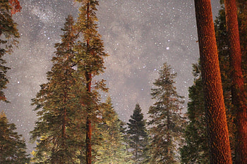 stars in the sky, fun, space, cool, stars, forest HD wallpaper