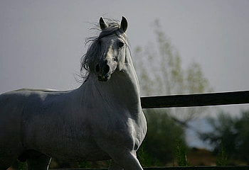 Grey Beauty 1, spanish, andalusian, horses, grey HD wallpaper