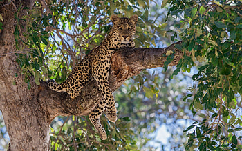 Animals, Wood, Leopard, To Lie Down, Lie, Tree, Branch, Predator HD wallpaper