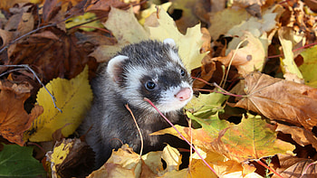 Animals, Ferrets HD wallpaper
