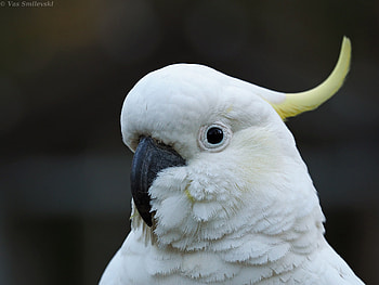 Yellow-crested cockatoo, , Exquisite bird HD wallpaper