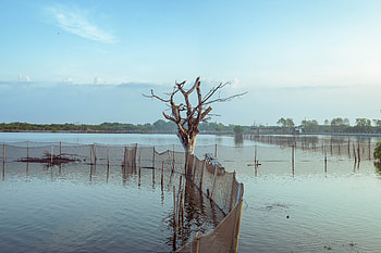 Dead Tree, graphy, nature, scenery, landscape HD wallpaper