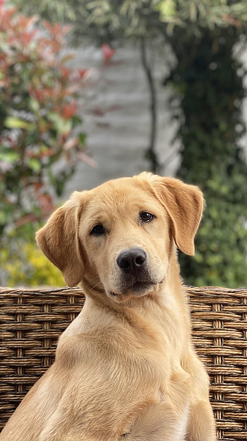 Golden, Labrador Retrievers HD phone wallpaper