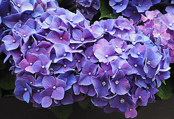 Purple Flowers Violet Blossom, purple, flowers, blossom HD wallpaper