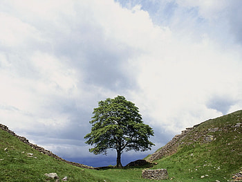 hadrians wall tree, morning, hot, autumn, nature, tree HD wallpaper