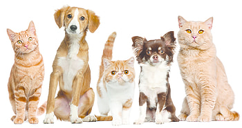family , dogs, puppies, animals, kittens HD wallpaper