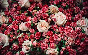 Roses, rose, pink, skin, flower, texture, trandafir HD wallpaper