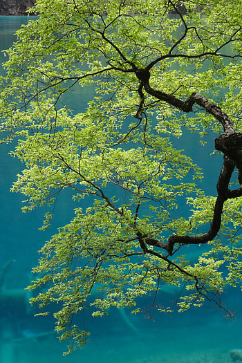 Nature, Sky, Leaves, Wood, Tree, Branches, Bottom View HD phone wallpaper