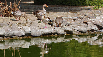 Greylag goose, Nature footage, Serene environment, Stock video HD wallpaper