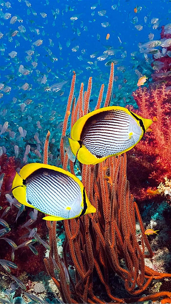 Stunning fish , Tropical fish graphy, Exquisite fish art, Underwater paradise HD phone wallpaper