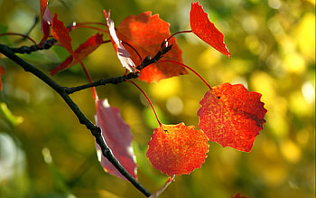 Autumn, Leaves, Macro, Wood, Tree, Branch HD wallpaper