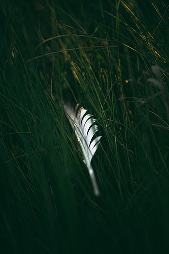 Grass, Feather, Macro, Pen HD phone wallpaper