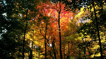 Landscape, Nature, Trees HD wallpaper