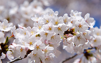 Once a Year, blooming, beautiful, nature, flowers HD wallpaper