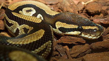Python snake , High resolution, Colorful serpent, Breathtaking visuals HD wallpaper
