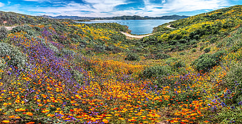 Diamond Valley, flowers, california, valley, lake HD wallpaper