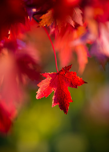 Autumn, Macro, Leaflet HD phone wallpaper