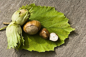 Organic hazelnut oil, Natural skincare, Pure and nourishing, Sanabio products HD wallpaper
