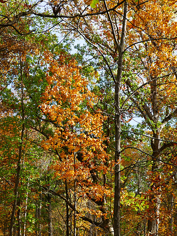 Nature, Trees, Autumn, Leaves, Branches HD phone wallpaper