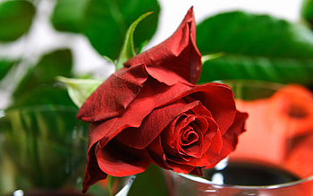 Plants, Flowers, Roses HD wallpaper