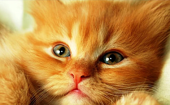 Cat for Carmen (carmenmbonilla), animal, kitten, quietly, cute, cat, beautiful, relax, sit HD wallpaper