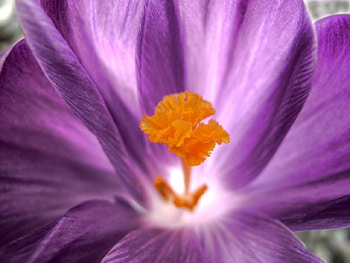 Crocus, purple, pink, flower, spring, orange, macro HD wallpaper