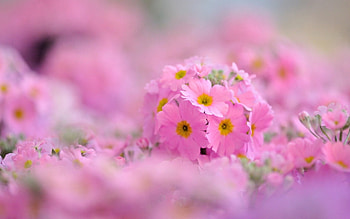 *✿*, pastel, pink, field, soft, beautiful, nature, flowers HD wallpaper
