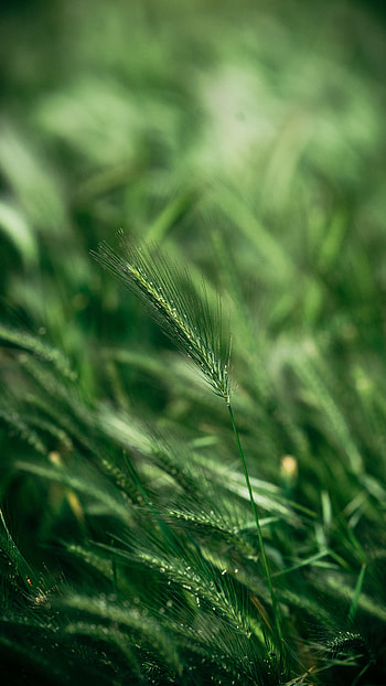 Grass, Macro, Ear HD phone wallpaper