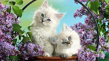 Siblings, Birman HD wallpaper