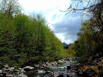 Oak Creek, trees, creek, water, rock HD wallpaper