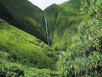Nature, Trees, Waterfall, Vegetation, Greens, Jungle HD wallpaper
