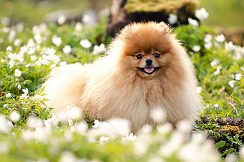 Animals, Grass, Fluffy, Dog, Muzzle, Blur, Smooth HD wallpaper