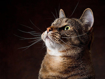 What do you have for me?, animal, brown, striped, eyes, cat, wiskers, nose HD wallpaper