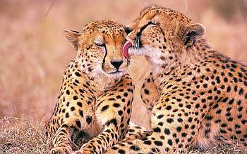 Animals, Jaguar HD wallpaper