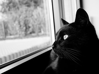 Animals, Cat, Muzzle, Bw, Chb, Black Cat HD wallpaper