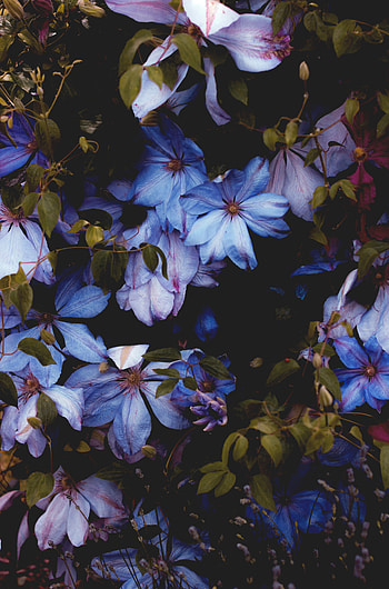 Flowers, Plant, Bloom, Flowering, Decorative HD phone wallpaper