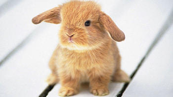 Bunny, Bunny , Adorable animals, Cute bunny HD wallpaper