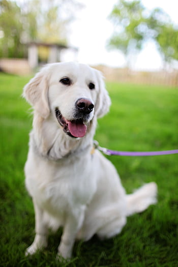Adorable golden retriever sitting on the lush green grass, appearing happy and playful. HD phone wallpaper