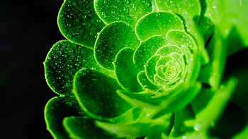 Close View Of Green Succulent Leaves With Water Drops In Dark Background graphy HD wallpaper