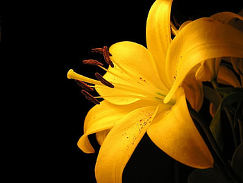 Yellow Lily, one, love, yellow, flower HD wallpaper