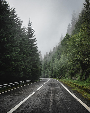 Nature, Trees, Road, Markup, Forest, Spruce, Fir HD phone wallpaper