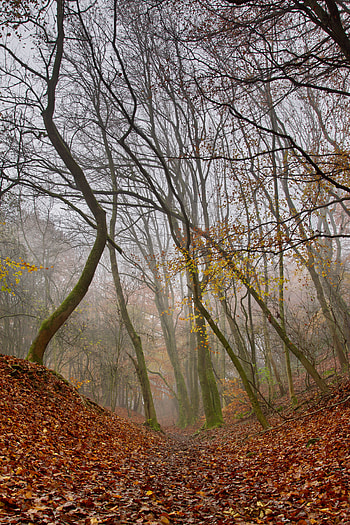 Nature, Trees, Autumn, Forest, Fog HD phone wallpaper