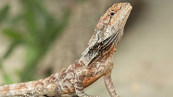 Frilled-neck lizard haibu, Adorable reptile, Playful creature, Lizard love HD wallpaper
