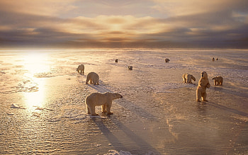 Animals, Bears HD wallpaper