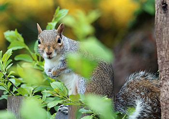 Animals, Squirrel, Animal, Foliage HD wallpaper