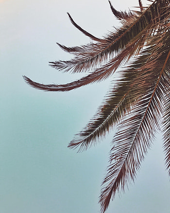 Nature, Sky, Leaves, Palm, Branches, Tropical HD phone wallpaper