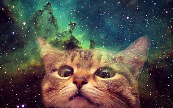 Cat, Cosmic charm, Interstellar cuteness, Space exploration HD wallpaper